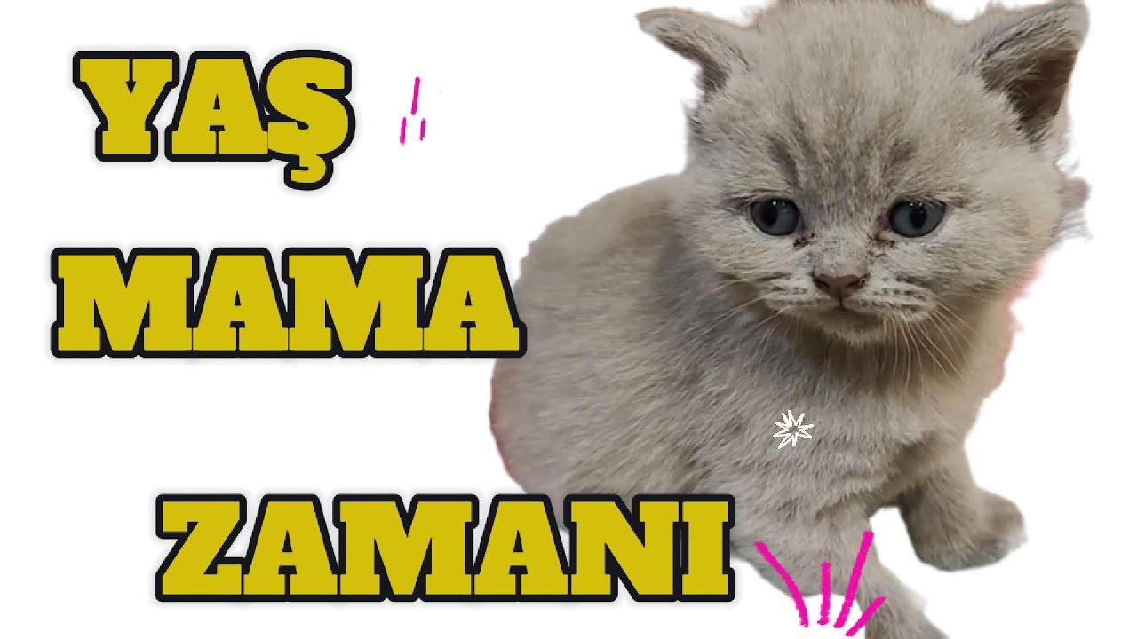 Kedinin yaşına g&ouml;re beslenme: Islak mama ne zaman başlanmalı? Sağlıklı Beslenme Rehberi ✅