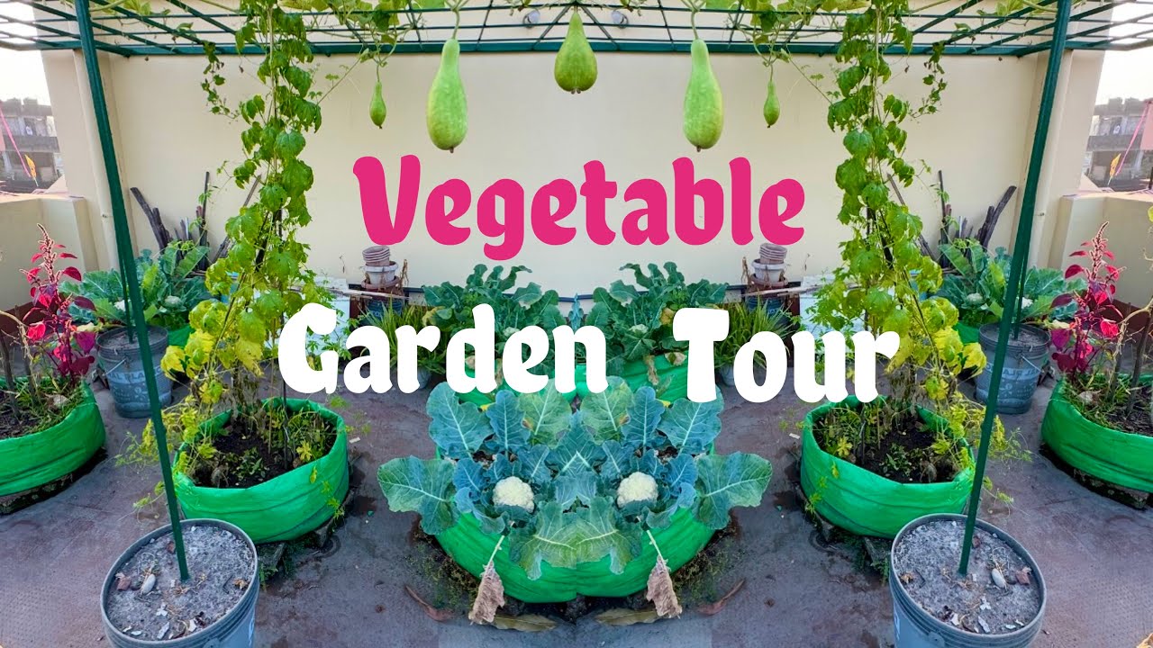Organic Vegetable Garden Tour In January Month (2026) // Terrace Garden Tour 