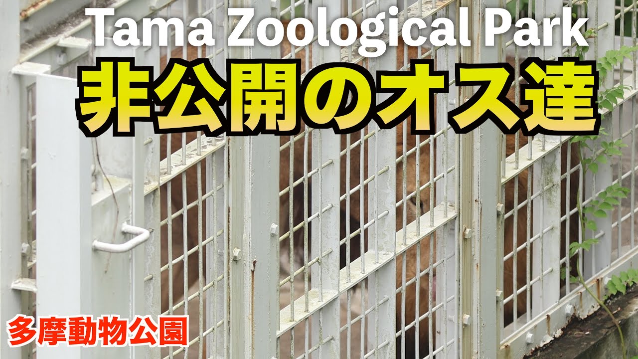まさかの遭遇！非公開エリアで出会った多摩動物公園のライオンたち…！【貴重映像】#lion #zoo #tamazoo