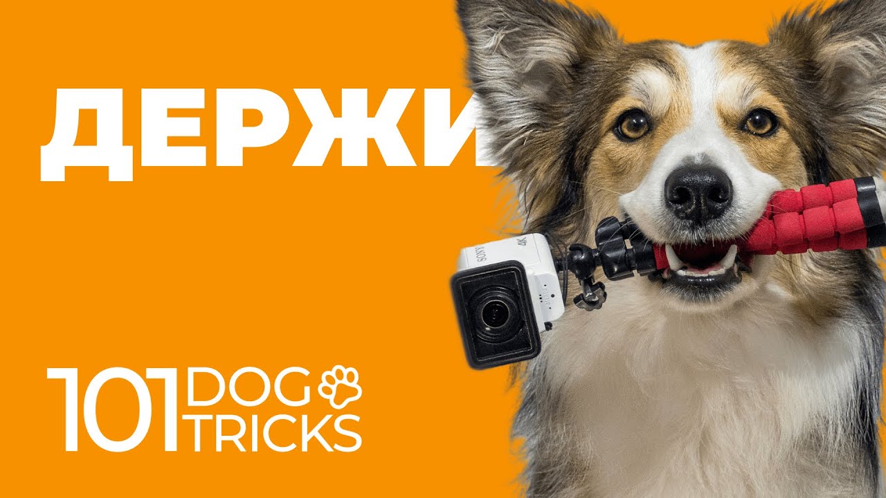 Как научить собаку команде Держи 🐩 Удержание предмета в зубах