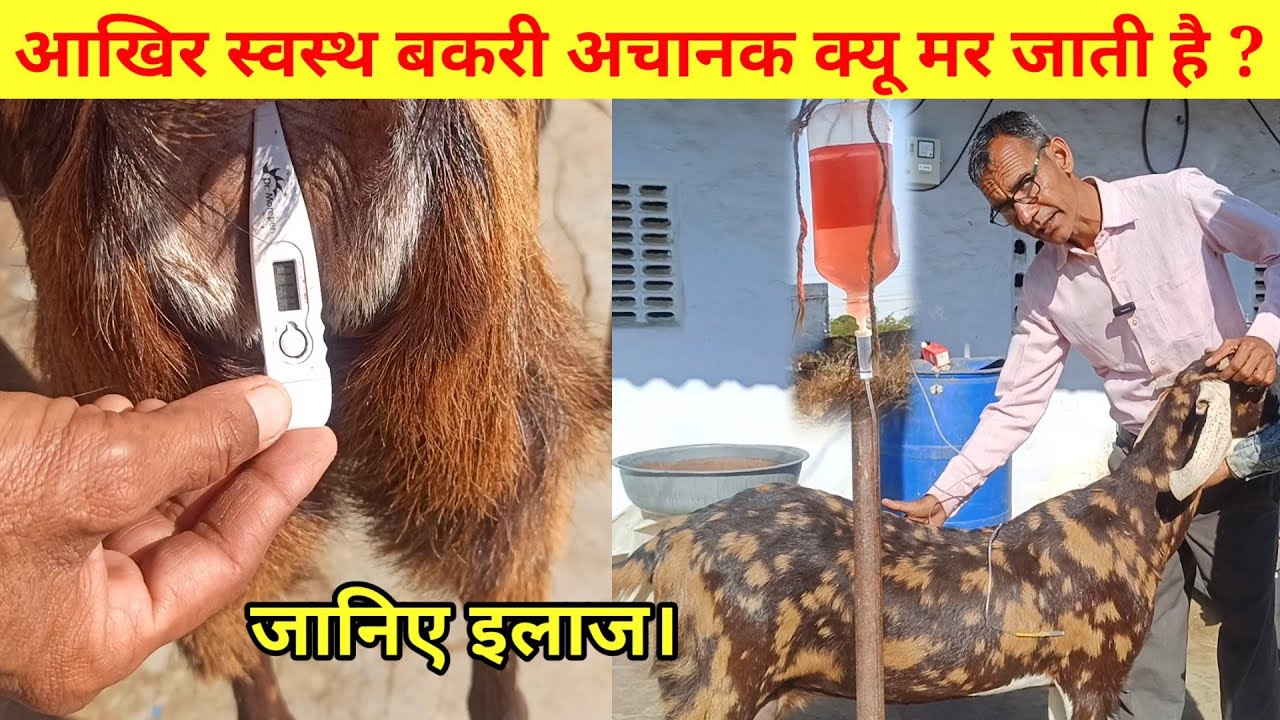 आखिर स्वस्थ बकरी अचानक क्यू मर जाती है ? जानिए ईलाज, Dr sukhant chawla से।