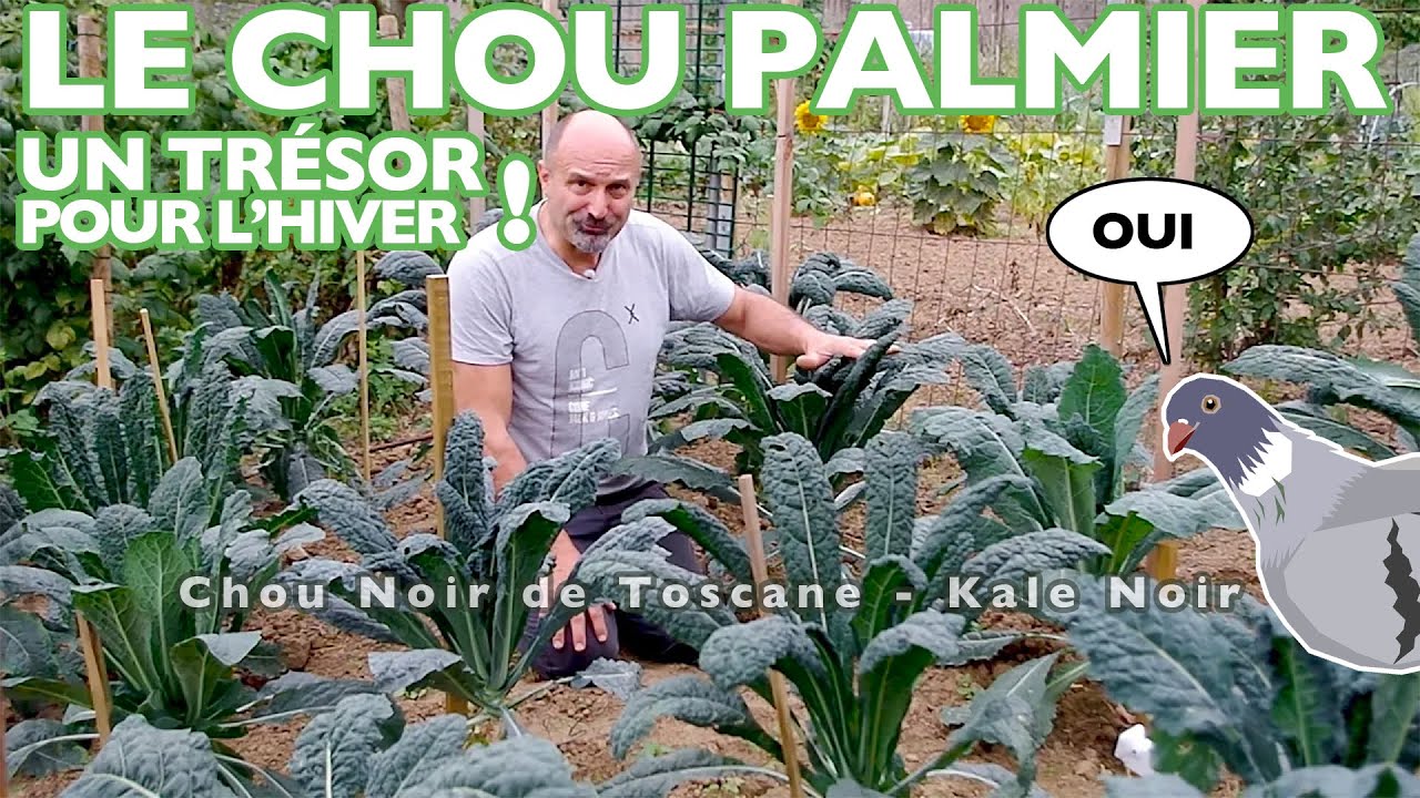 Le chou noir de Toscane - kale noir - chou palmier