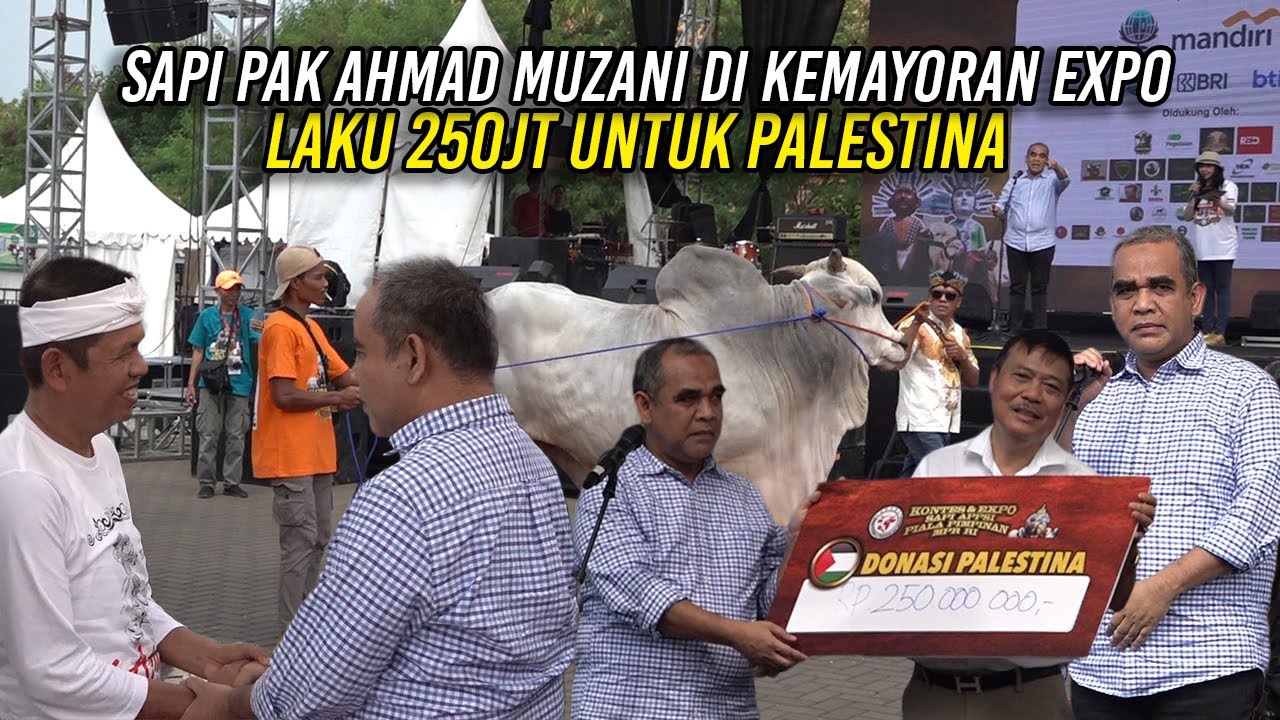 KDM LIHAT SAPI RAKSASA DI KEMAYORAN EXPO | SAPI PAK AHMAD MUZANI LAKU 250JT UNTUK PALESTINA