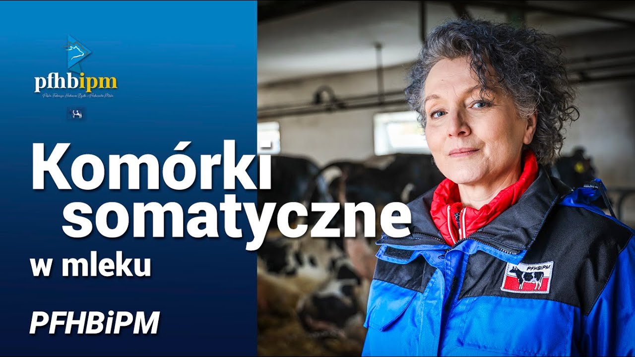 Komórki somatyczne w mleku krowim - musisz znać te podstawy