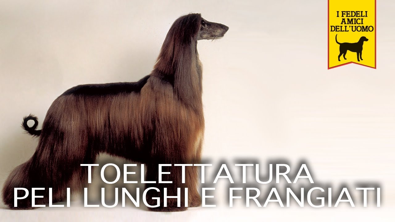 TOELETTATURA CANI PELI LUNGHI E FRANGIATI trailer documentario