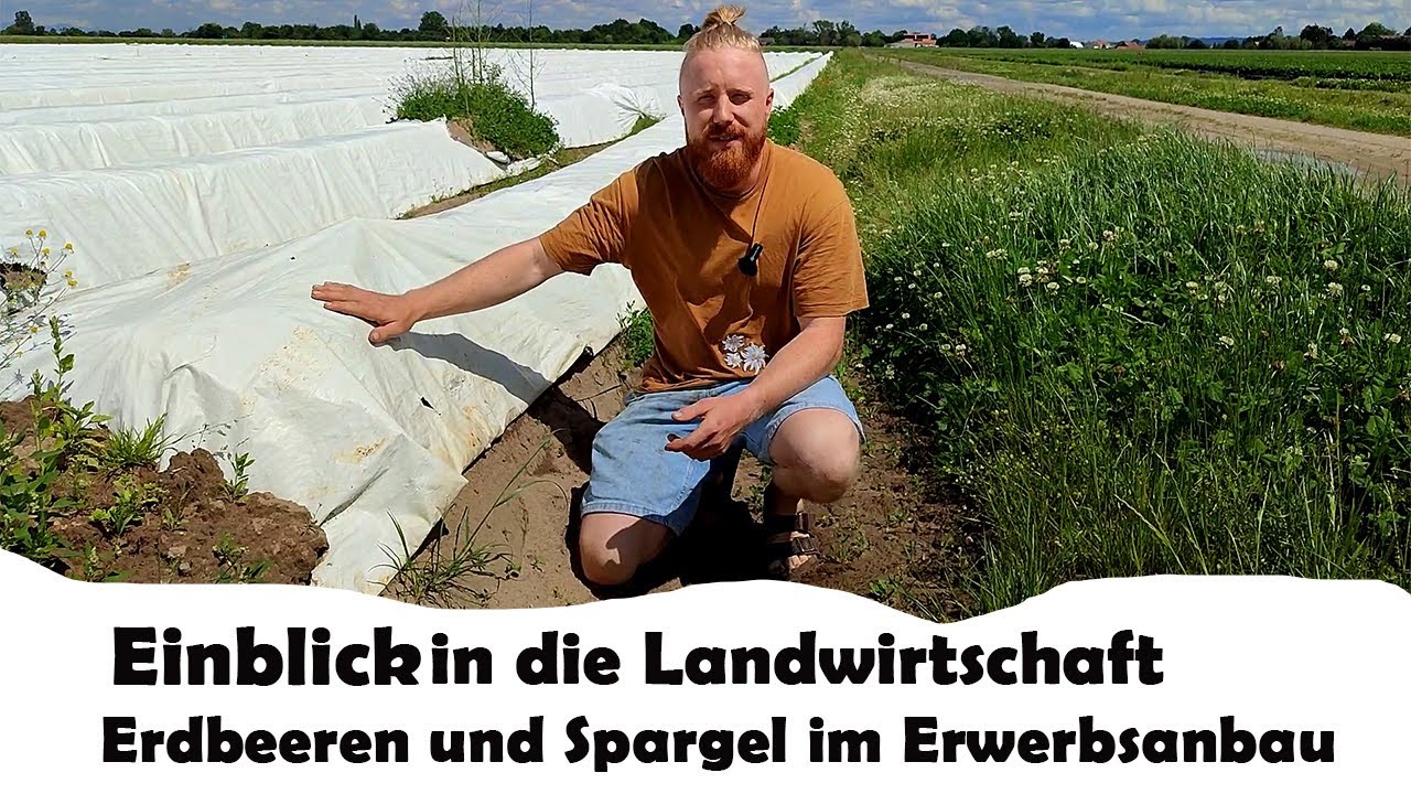 Einblick Erdbeeren und Spargel aus Deutschland