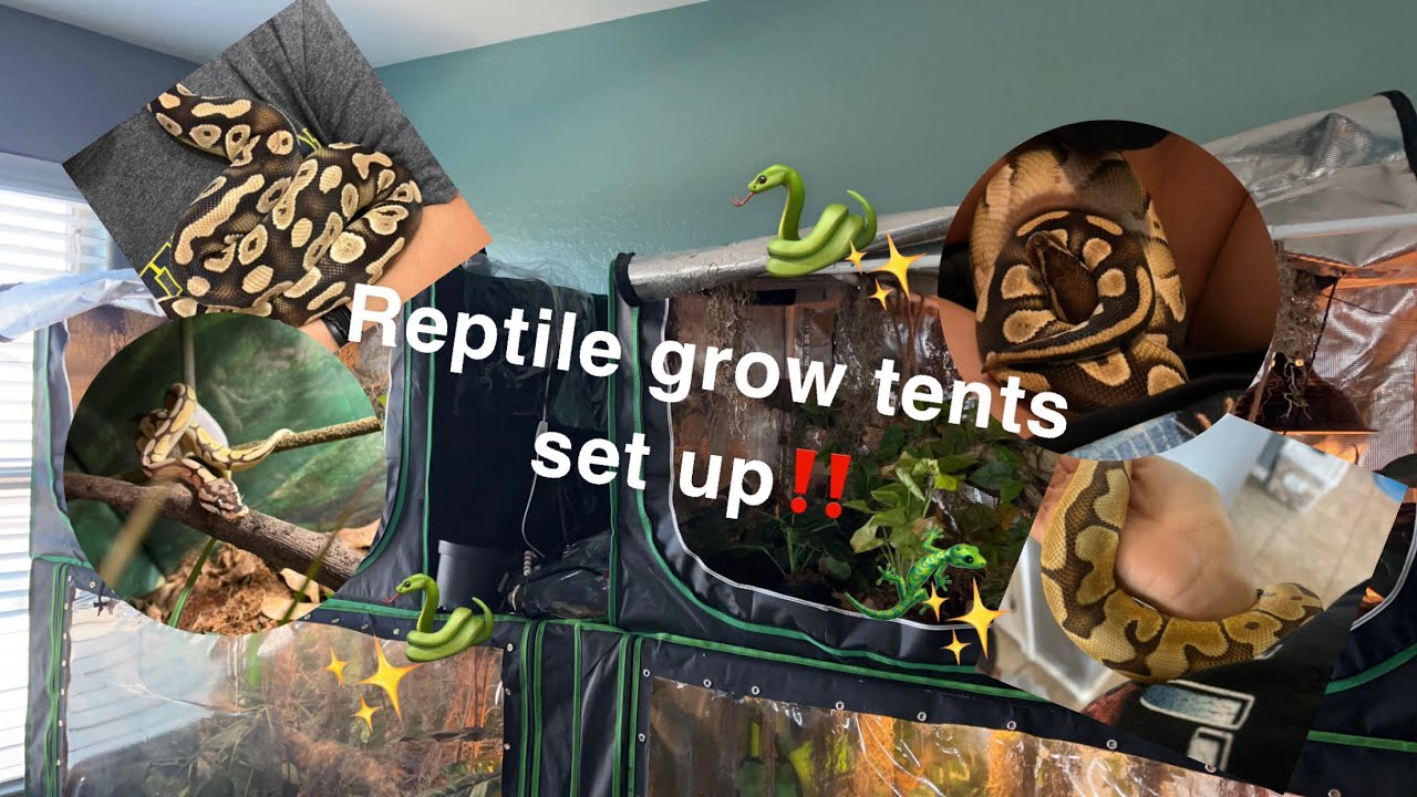 Grow Tent Set up for Ball python!