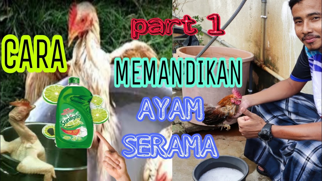 Cara Mandikan Ayam Serama  #ZUL_KAFILAH #Hanuman #Rocky