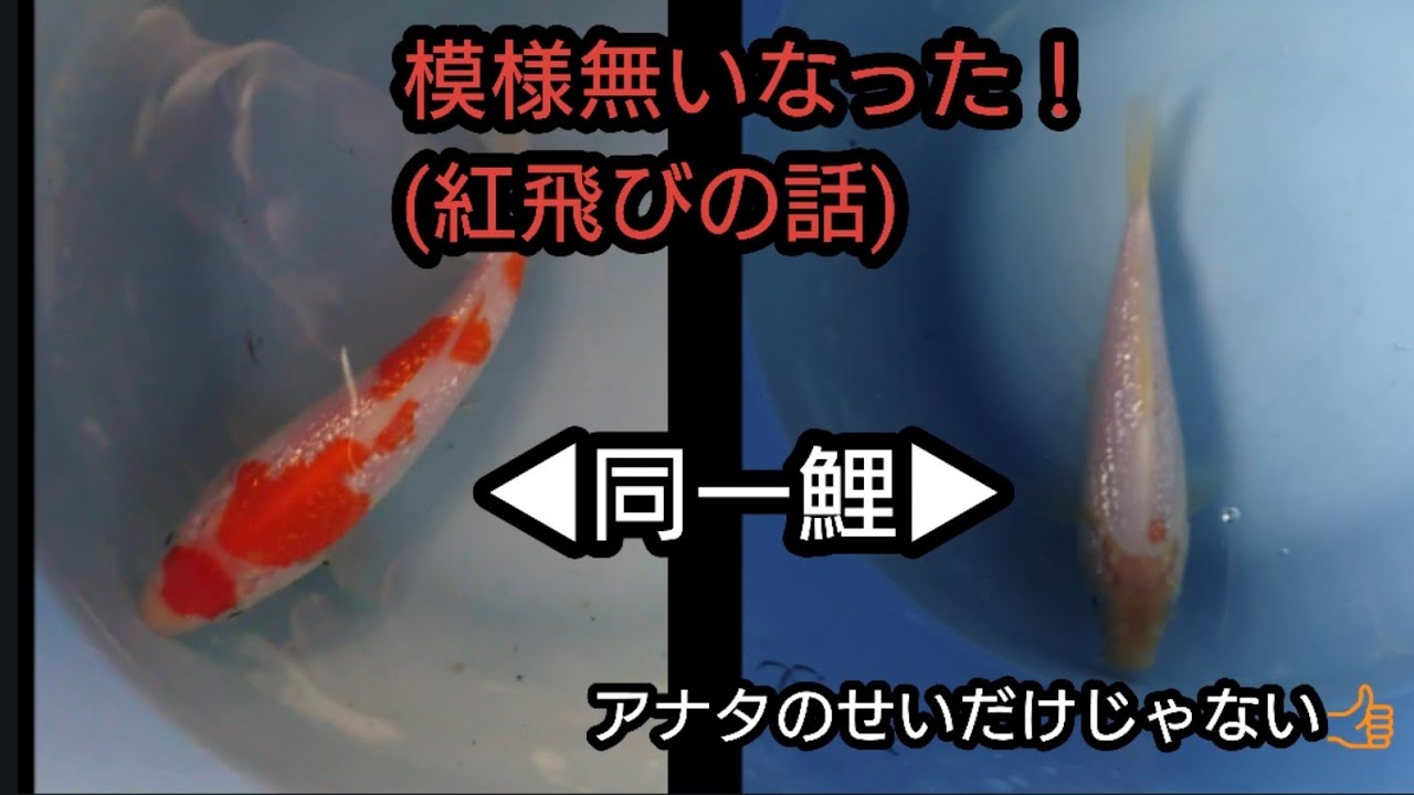 紅飛びの話！