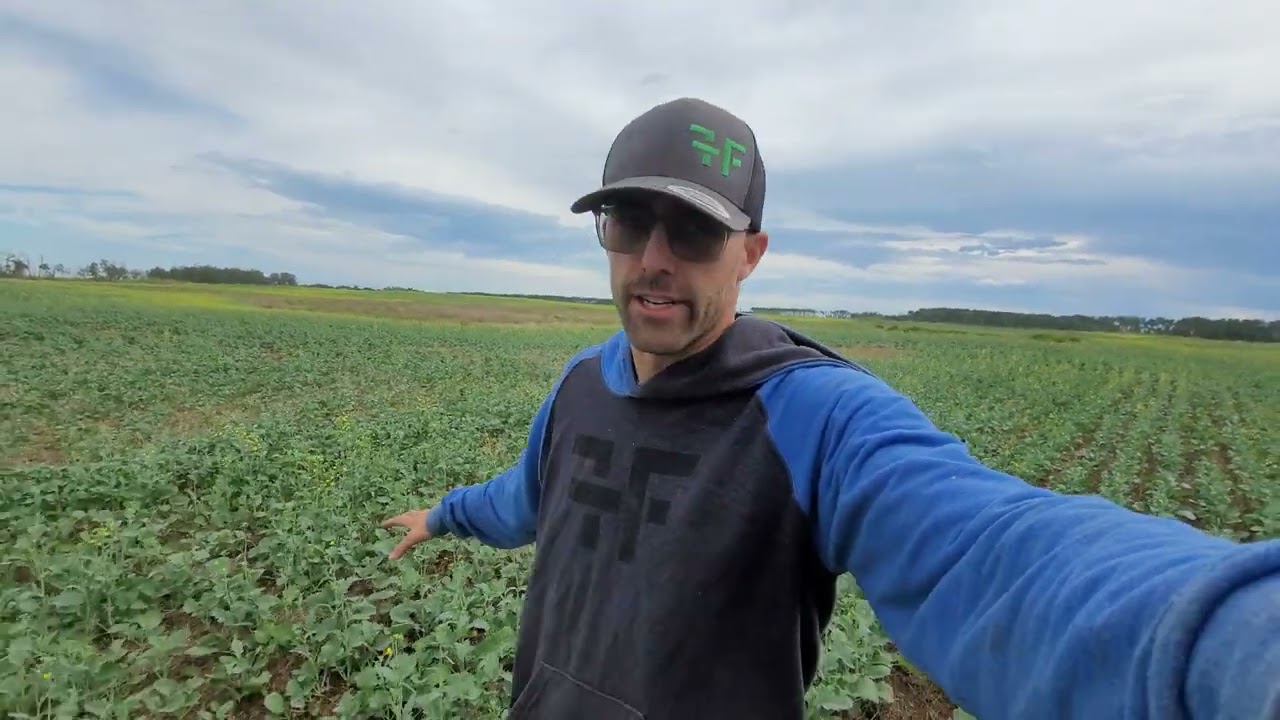 Canola seeded into grass update!