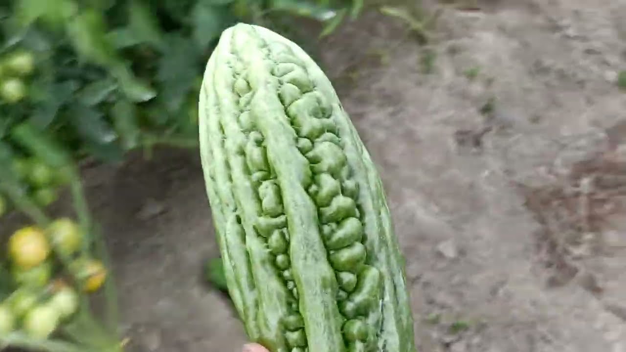 Ito po ang update sa Ampalaya at kamates 🍅