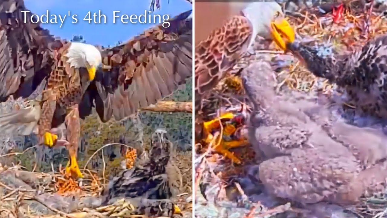 #245🦅🐥36°🐥31°／Winter Park Eagle Nest 2026／Against All Odds:One-Eyed Mom／Wink💗Atlas