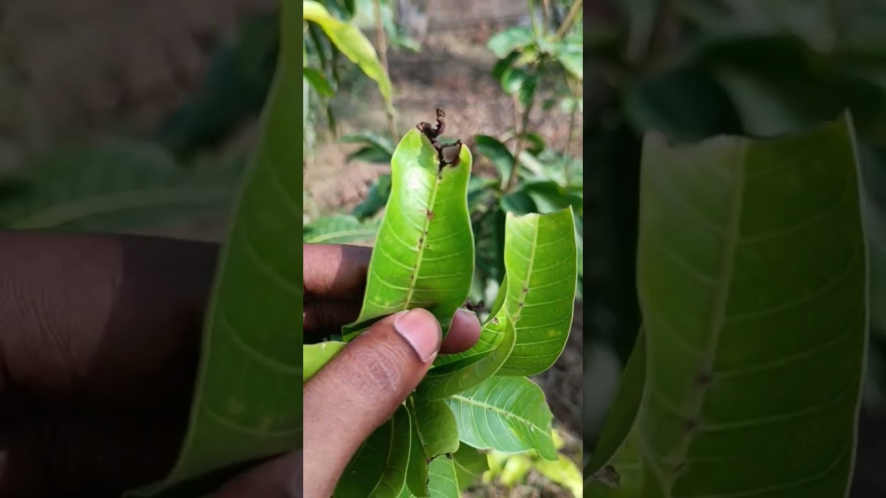 Disease of mango | Anthracnose | Care of mango plant | आम का झुलसा रोग