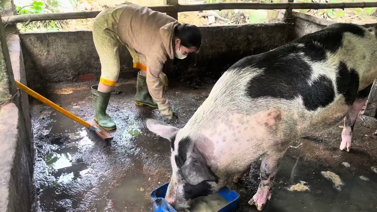 Awesomes mother pigs..clean for her. General cleaning for traimno cage