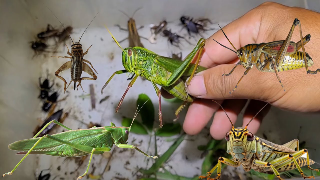 Bắt côn trùng vào ban đêm và chiên giòn (Catch insects at night and fry them crispy)