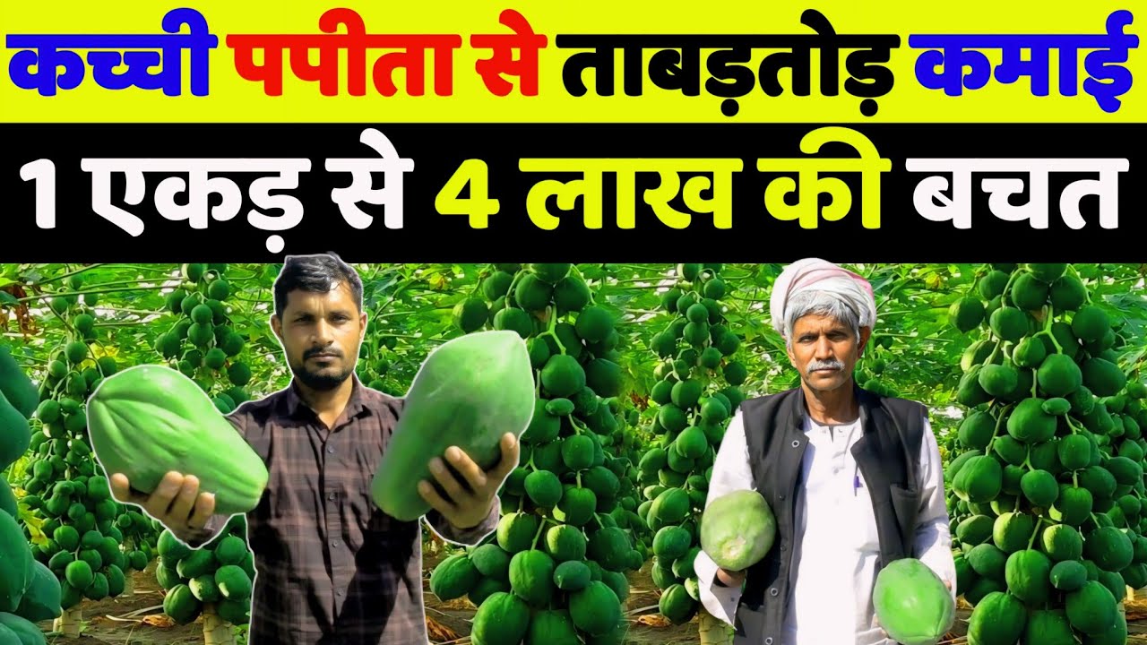 पपीता की खेती कैसे करें | papita ki kheti kaise karen aur kab kare | papaya farming in india hindi
