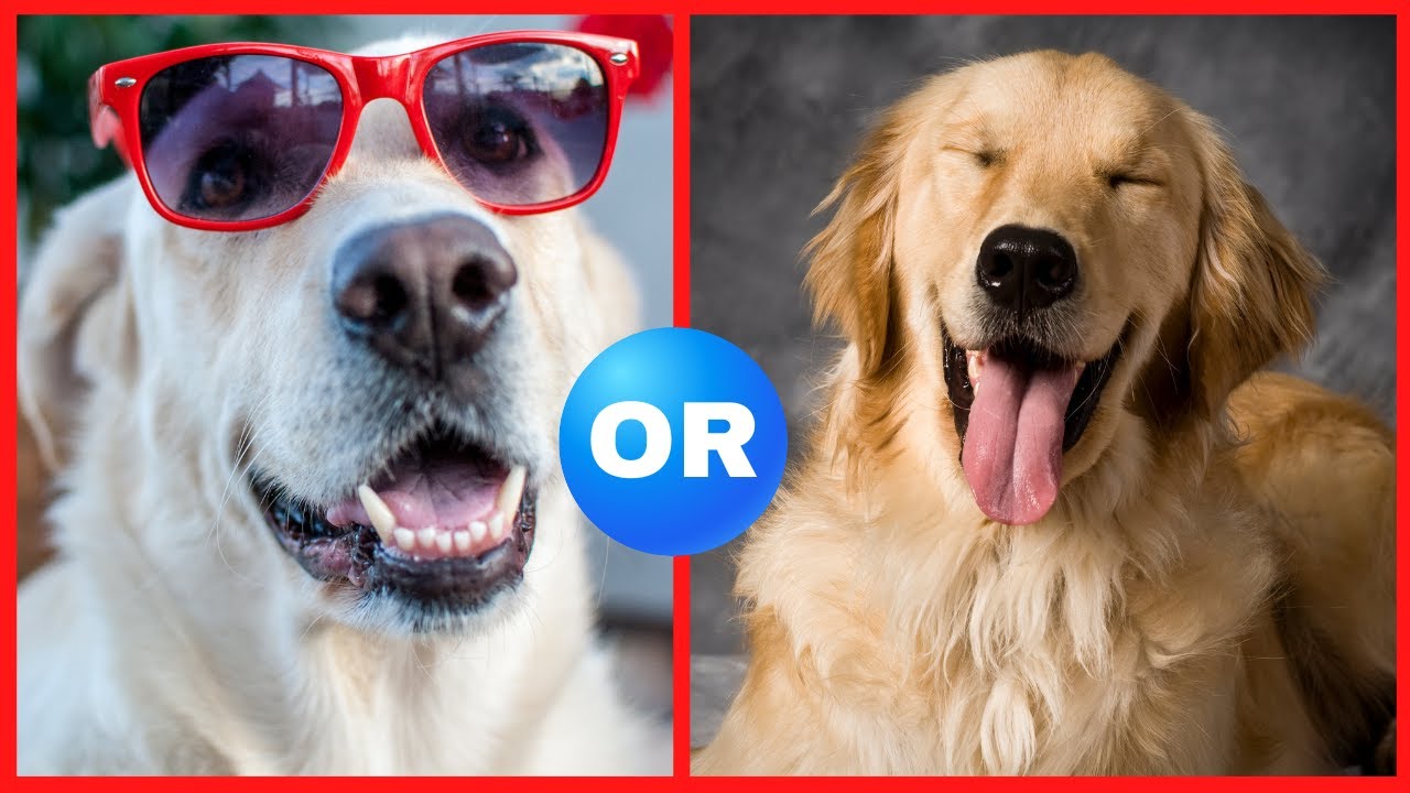 Which Dog Breed Do You Prefer Cute Dogs!