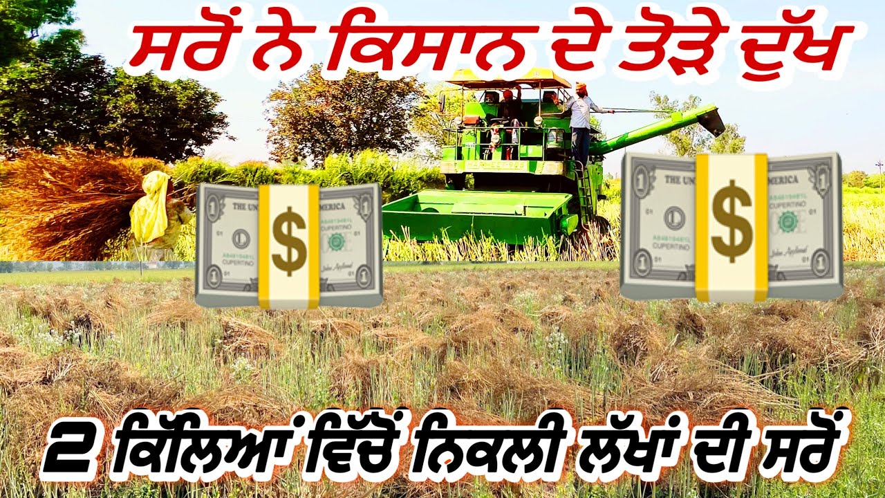 ਝੋਨੇ ਦੇ ਮੁੱਲ ਦੀ ਸਰੋਂ ਨਿਕਲੀ 1 ਏਕੜ ਵਿੱਚੋਂ ਕਿਸਾਨ ਪੂਰਾ ਖੁਸ਼ । Mustard Yields Great | Sarso Ki Kheti 