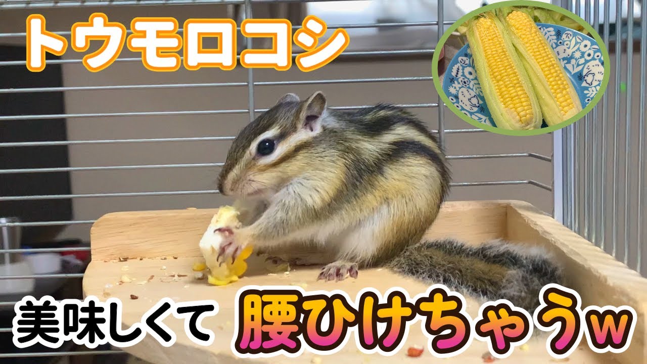 トウモロコシへの反応がみんな違うシマリス達