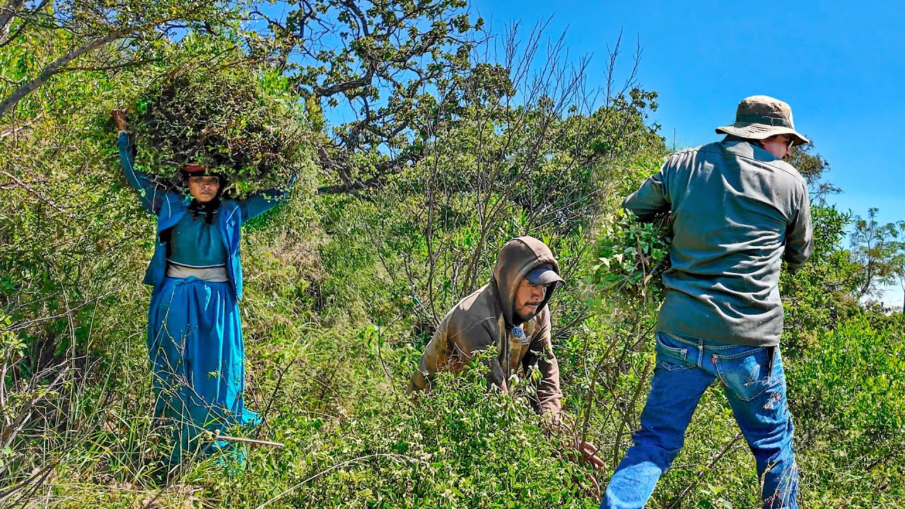 Nos toco AYUDAR a la comunidad HUICHOL en la SIERRA a recolectar OREGANO