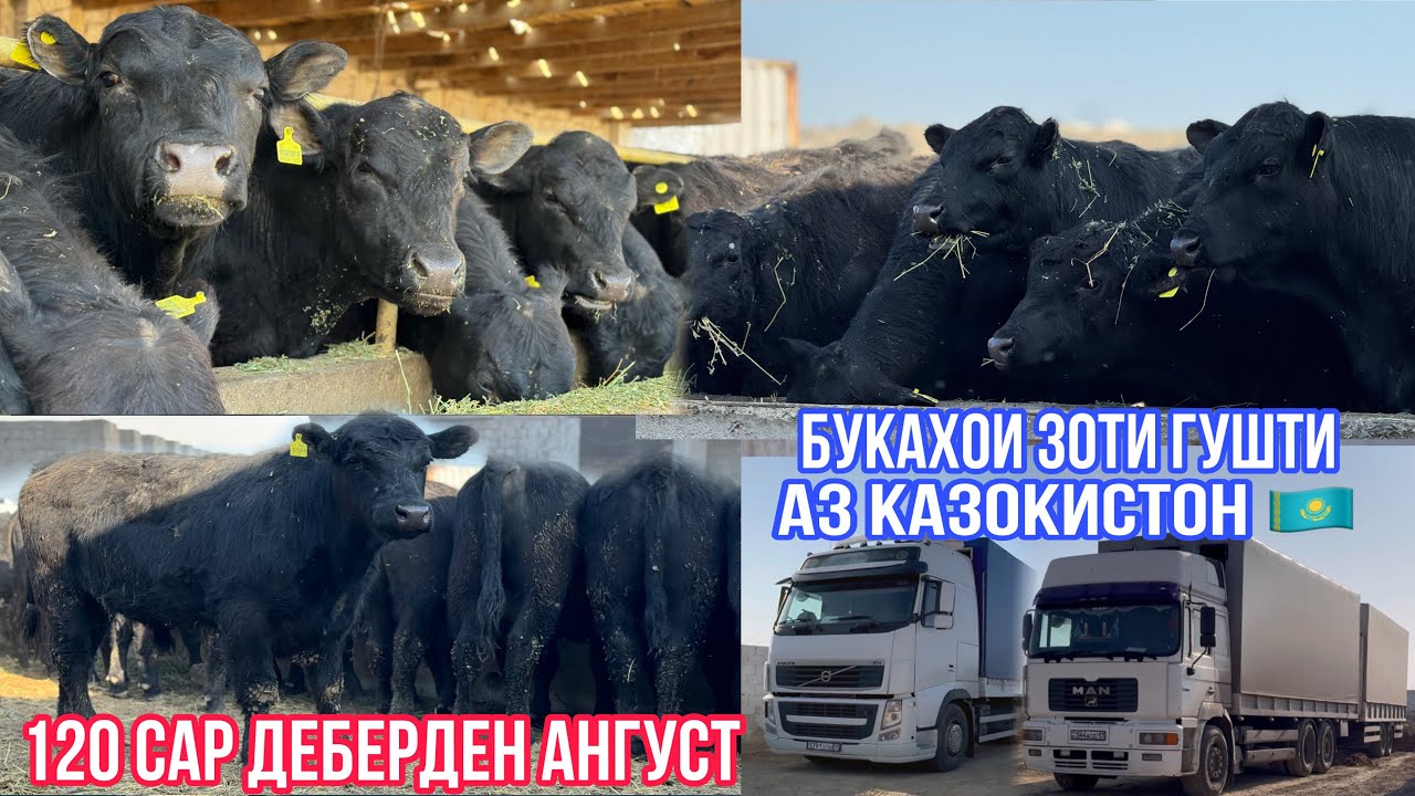 Партияи нав букаҳои Американские Ангус🇺🇸120 сар18 апреля 2024 г.