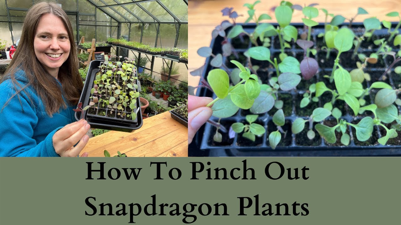 How To Pinch Out Snapdragon Plants For More Flowers
