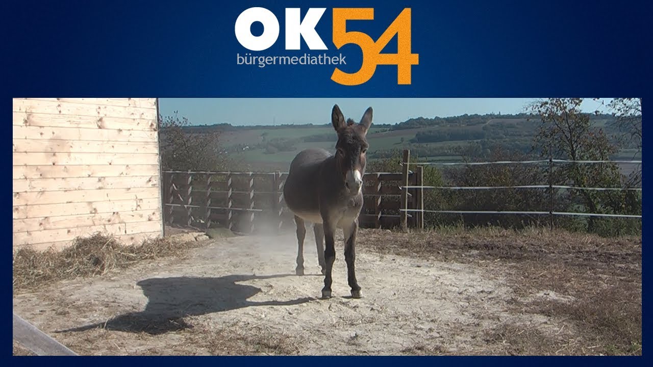 Wo Mensch und Esel sich verstehen