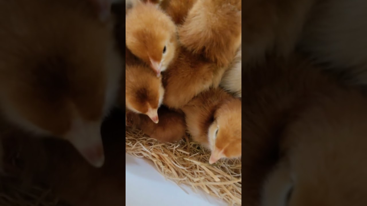 Production Red Baby Chickens