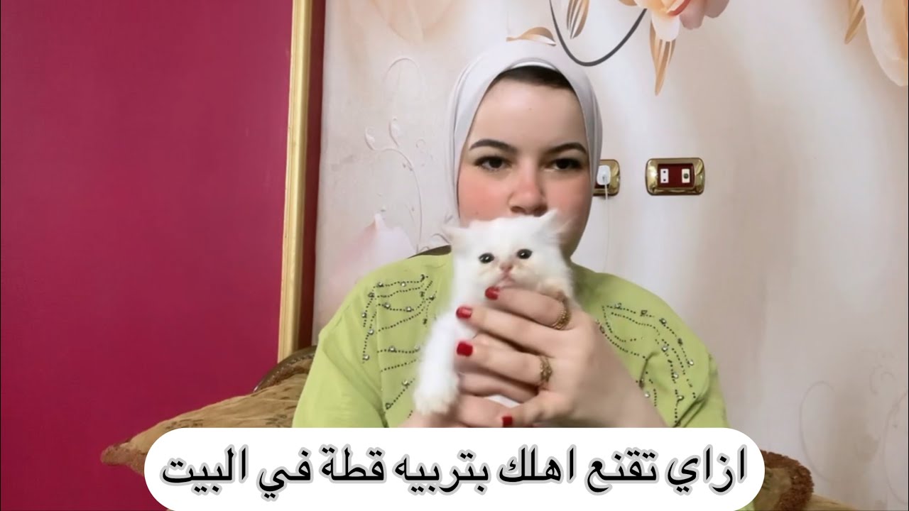 ازاي تقنع اهلك بتربية قطة في البيت 😍 مستحيل يرفضوا بعد الفيديو دا