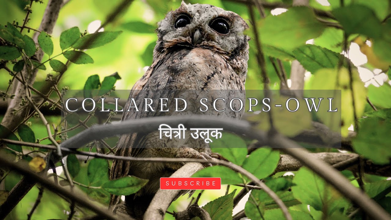 Collared Scops Owl &ndash; The Tiny Master of Disguise | Fun Facts & Close-Up Moments