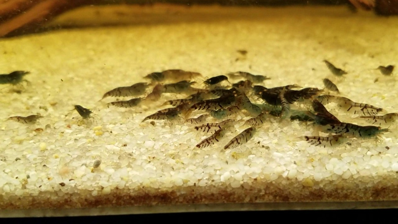 How to Breed Orange Eyed Blue Tiger - OEBT Shrimp