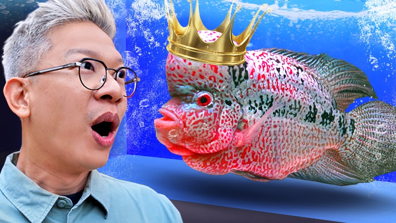 KITA PERGI KE KONTES IKAN LOUHAN!!