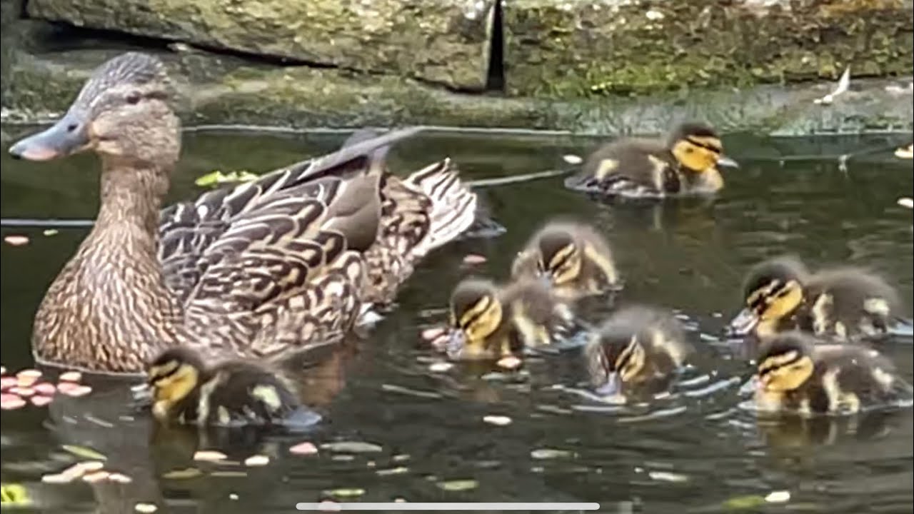 Baby Mallard Ducks Taking Their First Swim In Our Koi Pond ! ~ With Twin Cities Adventures !