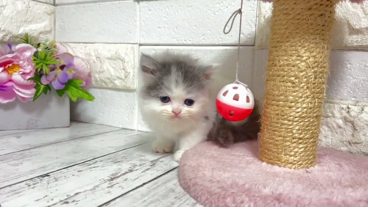 コモ×タイガーから生まれたミヌエットの長足ちゃん♡④