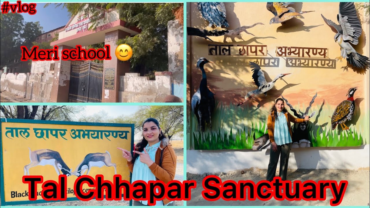 Tal Chhapar Sanctuary | Meri School 🏫 | #rajasthanivlogs #meragaanv #vlog2023 | Vasu swami