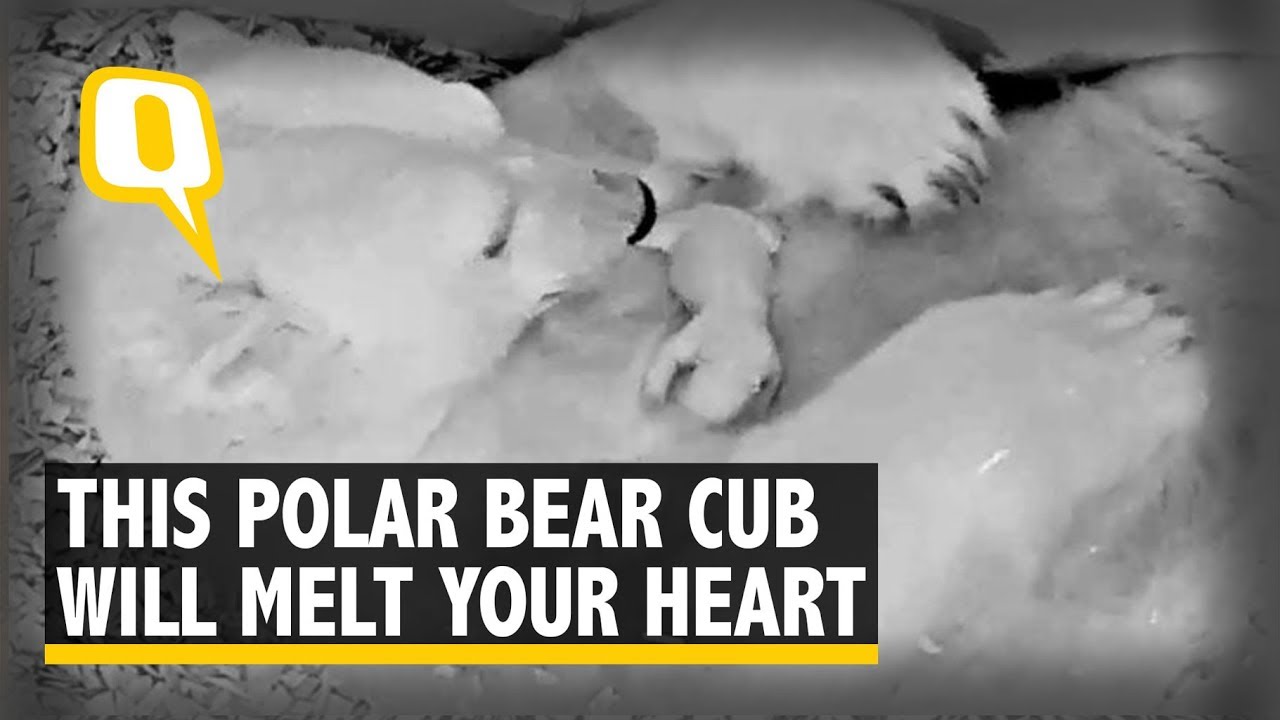 Watch | This 10-Day-Old Polar Bear Cub Will Melt Your Heart | The Quint