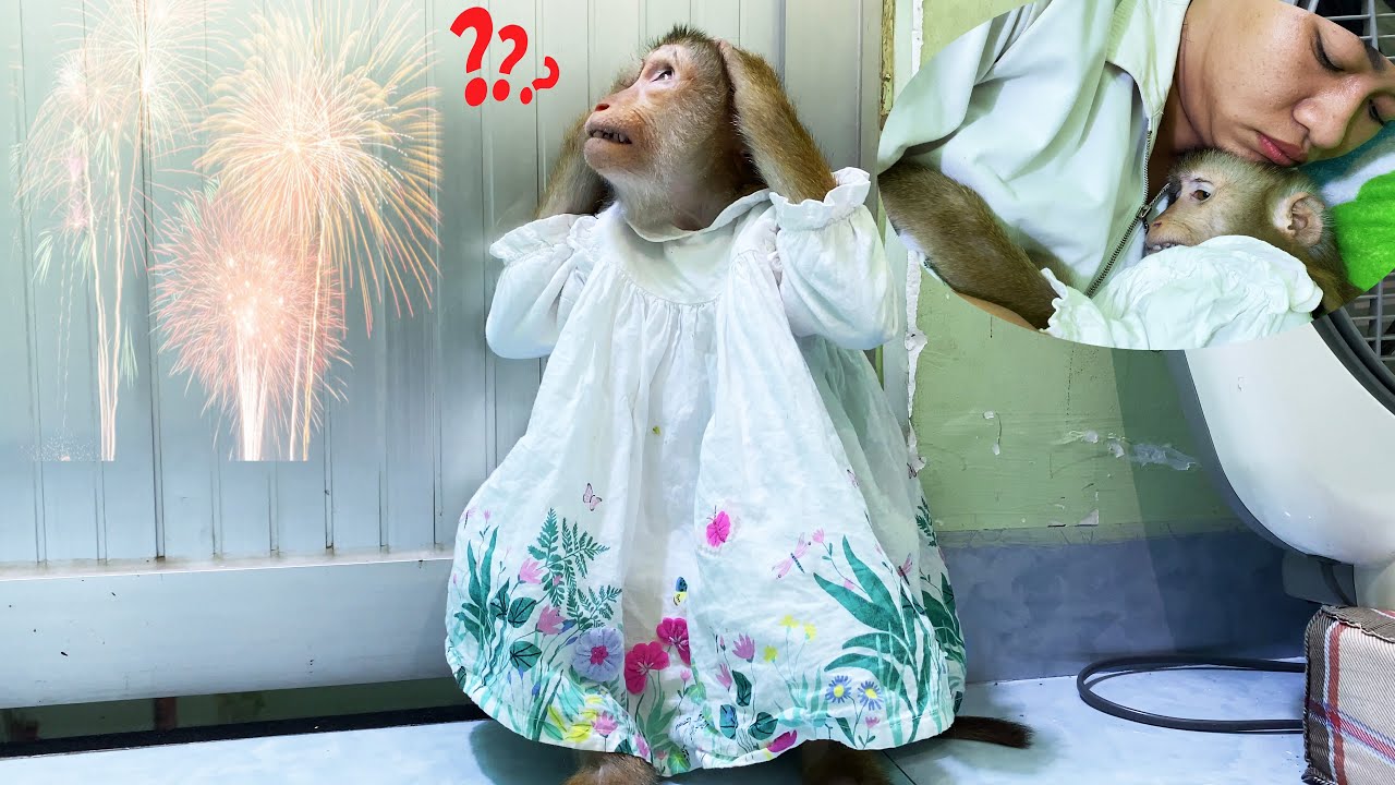 Mom... What's going on? Monkey Lyly can't sleep alone because the fireworks outside are too loud.