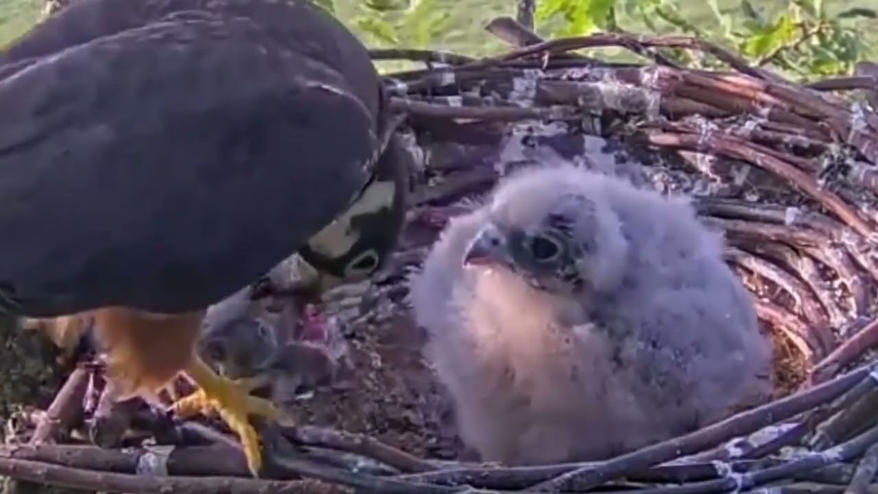 #falcon Cam4#102 Review baby birds in the nest - Dad and mother brings food to feed their chicks