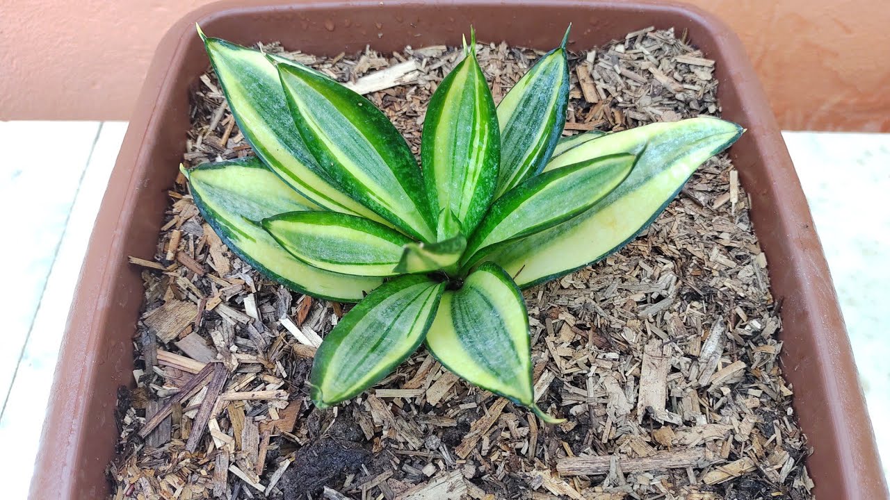 Mini Espada de Santa Bárbara: Como  plantar e cuidar