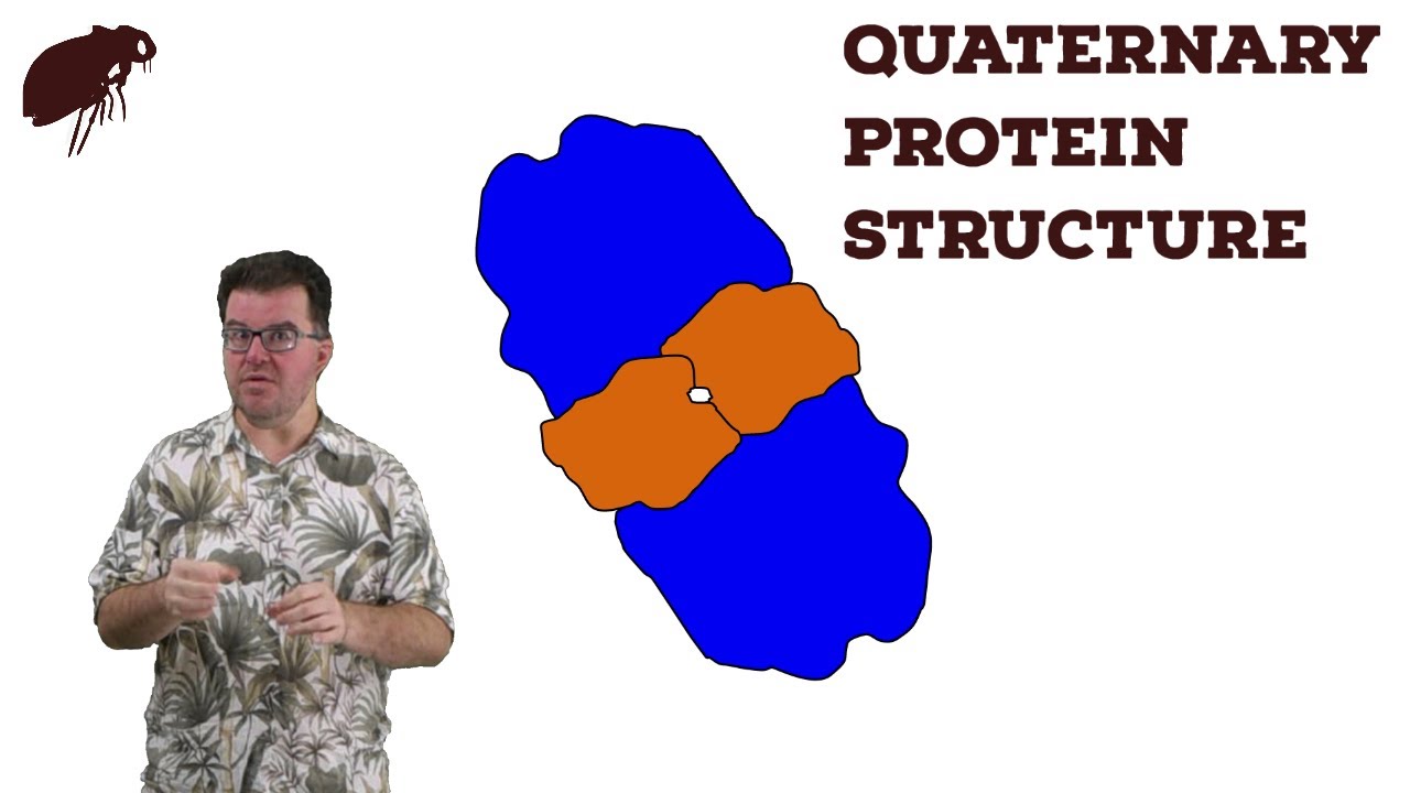 Quaternary Protein Structure