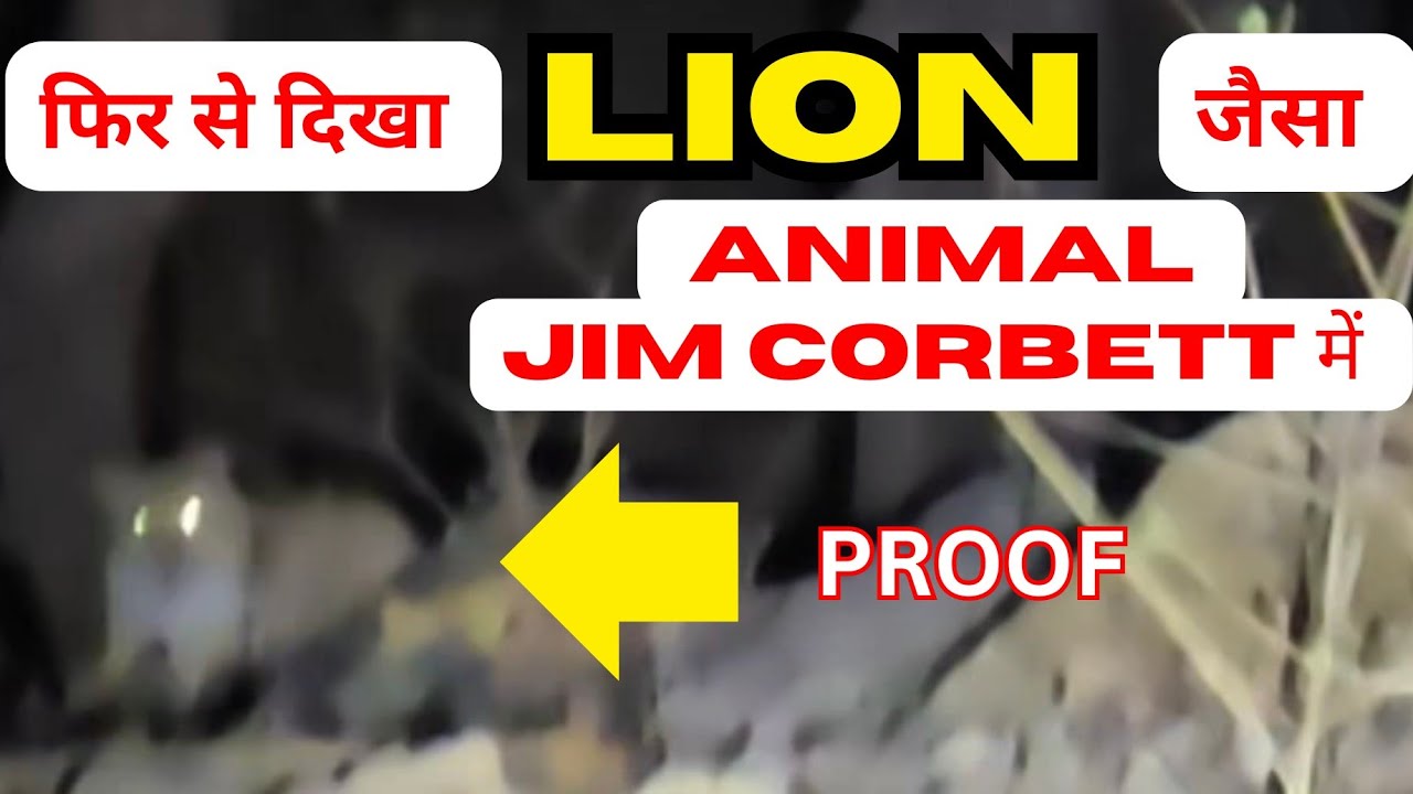 Rare sighting of lion type animal near 