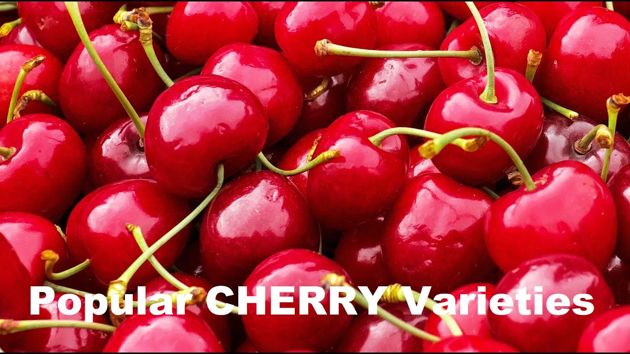 Top 20 CHERRY Fruit Varieties for Health Food Nutrition, 5 min How/What Make Nature Crop Plant