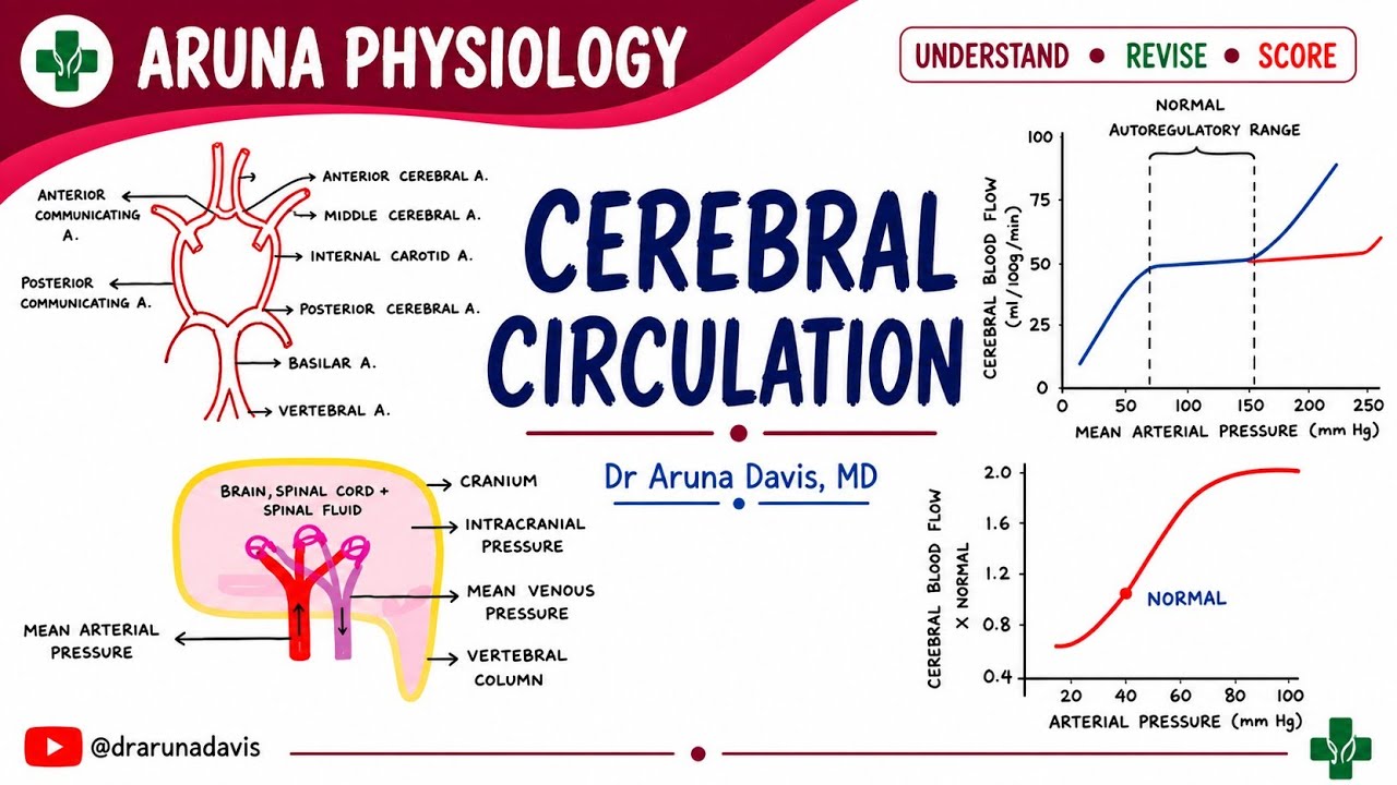 Cerebral Circulation | Special Features & Regulation | NeuroPhysiology | First year MBBS