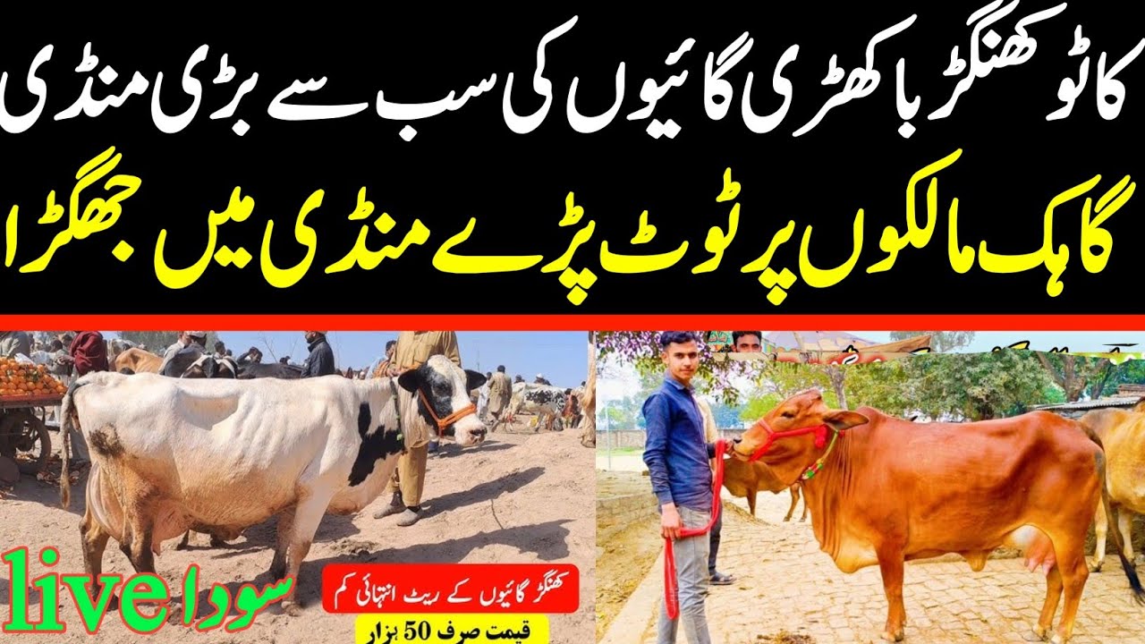 Malumor Mandi Jhang Update | Khanger Bakhri & Turkri Cows Latest 2025