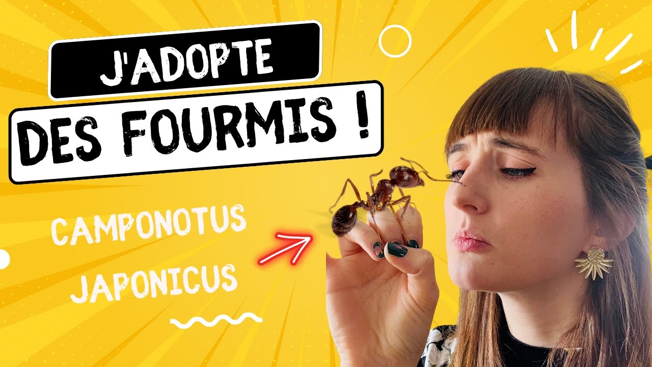 DIY terrarium naturel pour fourmis (Camponotus japonicus)