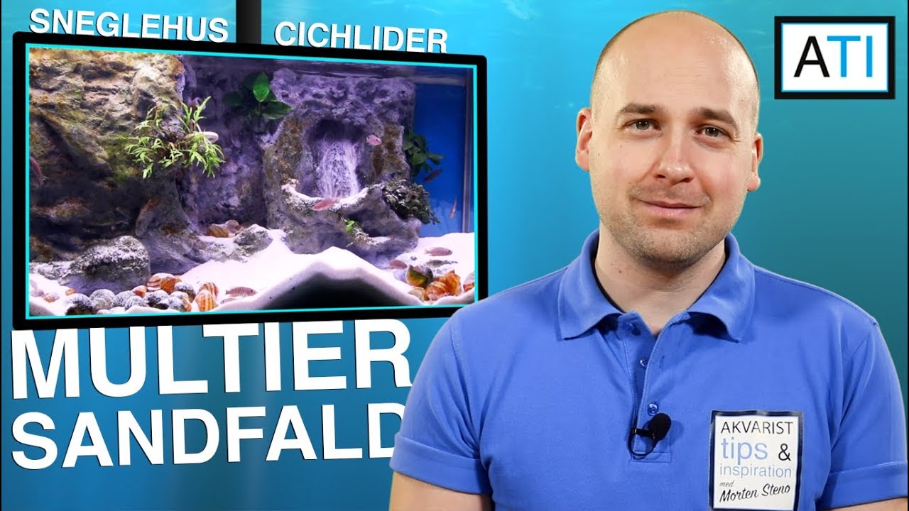 Update af multier (sneglehus cichlider) og sandfald (Neolamprologus multifasciatus)
