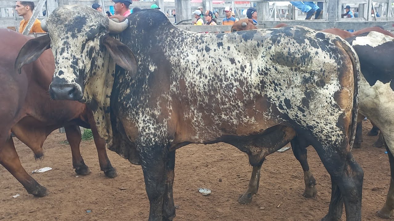 Feira de gado em Dois Riachos Alagoas 04/03/26#nordeste
