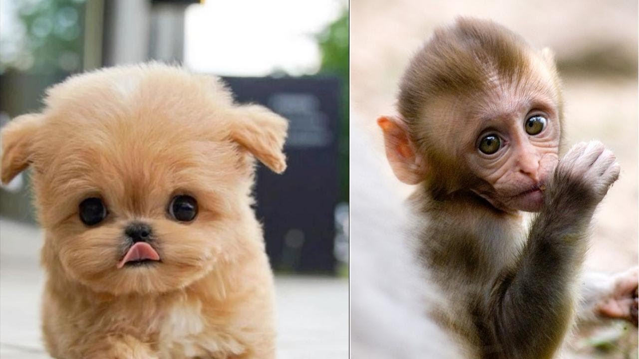 Funny Pets and Cute Animals-20 😂😻/Best Dog and Human Moments!🐶😊
