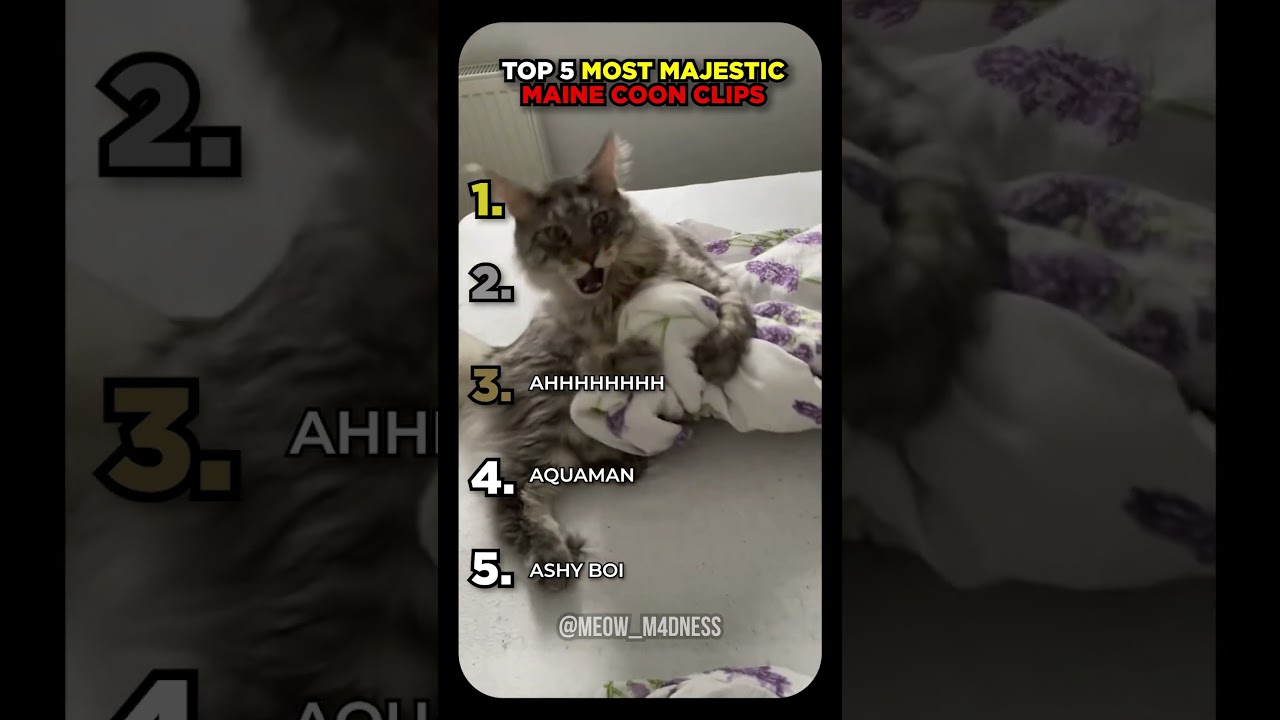 TOP 5 MOST MAJESTIC MAINE COON CLIPS! #shorts #cat #cute