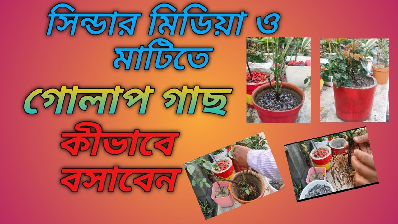 Rose flower plant reporting process in cinder & soil media , Plants care & nature 